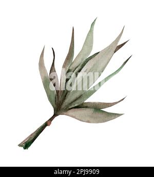 Sugarcane. Dried flowers for the interior. Watercolor hand drawn illustration Stock Photo
