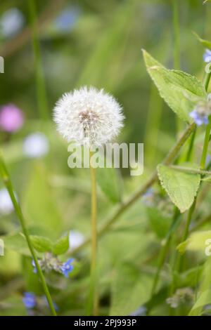 Garden wildflowers growing on a lawn left to grow for 'No Mow May) - Yorkshire, UK (May 2022) Stock Photo
