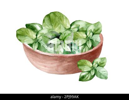 Wooden bowl with fresh herbs. Green basil. watercolor hand drawn illustration Stock Photo