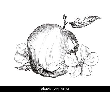 Graphic drawing of apple isolated on white background Stock Photo