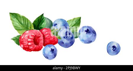 Wild forest blueberries and raspberries. Watercolor hand drawn illustration isolated on white background. Stock Photo