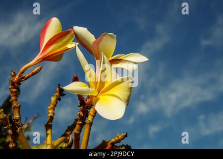 blossoms of plumeria rubra, frangipani, red paucipan or temple tree Stock Photo