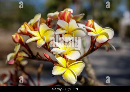 blossoms of plumeria rubra, frangipani, red paucipan or temple tree Stock Photo