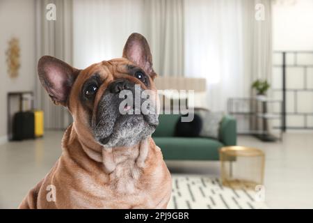 Cute dog indoors, space for text. Pet friendly hotel Stock Photo
