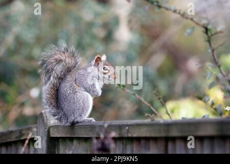 Grey squirrel (Sciurus carolinensis) sitting on a garden fence, facing right Stock Photo