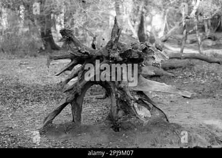 Fallen tree in the forest, showing exposed roots, black and white photograph Stock Photo