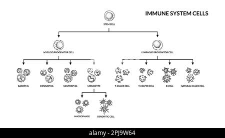 Cells of adaptive immune system. Human cells with names. Scientific microbiology vector illustration in sketch style. blood cellular components format Stock Vector