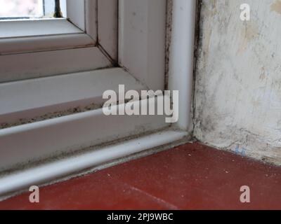 Black mould growing around UPVC window frame in the UK.  Mould colonising sealant and growing on plaster on the window reveal. Stock Photo