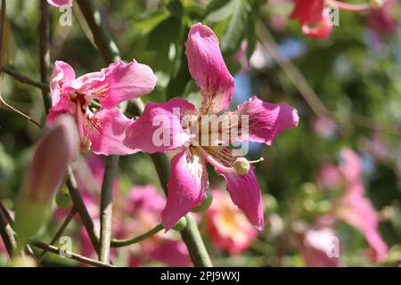 Pink flowers of silk floss tree (Ceiba speciosa) Stock Photo