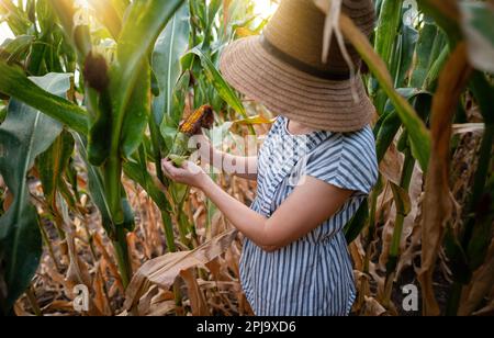 Corn cob in farmer's hands at sunset. Copy space. High quality photo Stock Photo