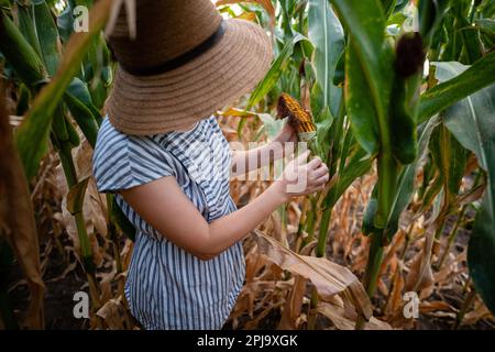 Corn cob in farmer's hands at sunset. Copy space. High quality photo Stock Photo