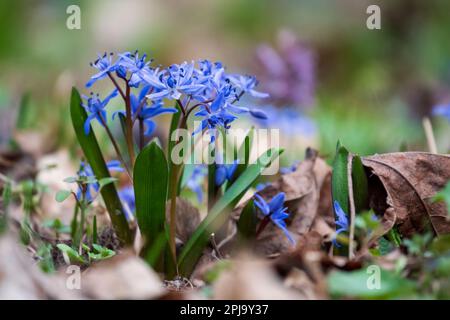 First spring flowers in the forest Stock Photo