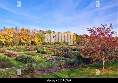 Opened in 1908, the Rose Garden at Lake Harriet is the second oldest public rose garden in the United States.  Minneapolis, Minnesota. Stock Photo