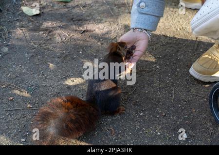 Hands of woman feeding  to squirrel in the park of city Stock Photo
