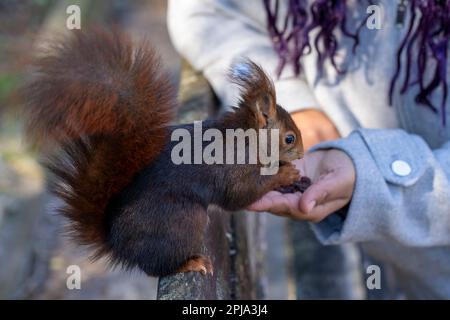 Hands of woman feeding  to squirrel in the park of city Stock Photo
