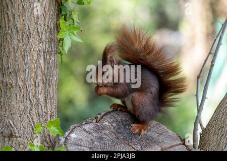 closeup of a squirrel sitting on its hind legs on a tree trunk while holding food with its front legs Stock Photo