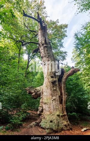 Reinhardswald: forest Jungle Sababurg (jungle in the Reinhardswald), old oak in Nordhessen, Hessen, Hesse, Germany Stock Photo