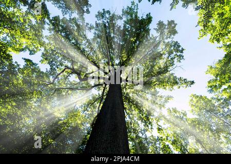 Forest of Troncais. Stebbing II remarkable oak tree, . Allier department. Auvergne Rhone Alpes. France Stock Photo