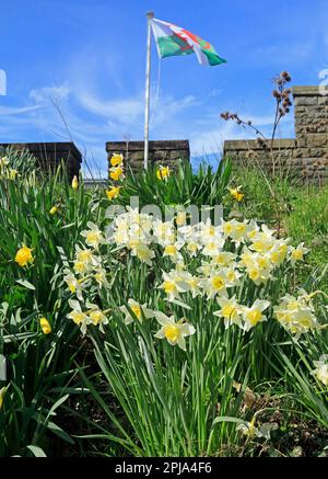 Cardiff Castle walls with daffodil bank and Welsh Dragon, Welsh National Flag blowing in the breeze against a blue sky. March 2023. Spring Stock Photo