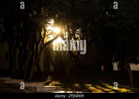 Al Akhawayn University Campus - Ifrane, Morocco. Image inside Al Akhawayn University's campus where the sun rays goes through the trees during sunset Stock Photo