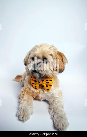 Lhasa Apso - Amazing dog in studio photo session Stock Photo