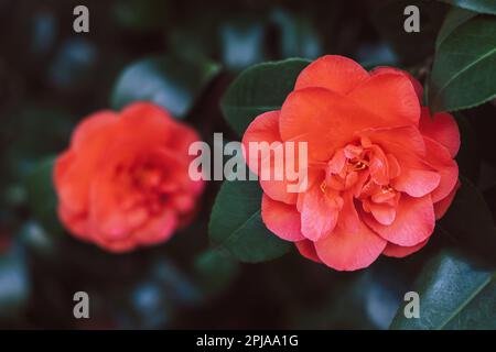 Beautiful pink Camellia flowerx in a garden. Selective focus. Stock Photo