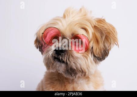 Lhasa Apso - Amazing dog in studio photo session Stock Photo