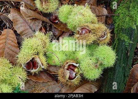 Sweet Chestnut (Castanea sativa) Stock Photo