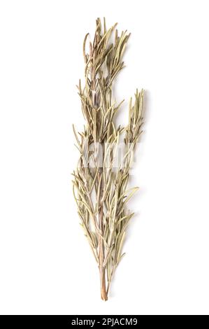Dried rosemary sprig, from above, on white background. Rosemary branch, Salvia rosmarinus. Aromatic evergreen shrub, with fragrant needle-like leaves. Stock Photo