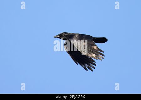 Carrion Crow (Corvus corone) flying Norfolk UK GB March 2023 Stock Photo