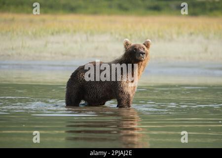 Brown bear searching for salmon in the beautiful river in Alaska during the early morning light surrounded by sedge grass and its reflection. Stock Photo