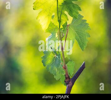 A young shoot of grapes on two-year-old wood. Succulent green growth on a defocused background. High-quality planting material for planting in the gar Stock Photo