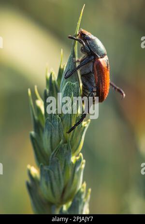 Explore the fascinating macro world with this close-up of Sitophilus granarius on a wheat stalk. The intricate detail and textures of the insect and t Stock Photo