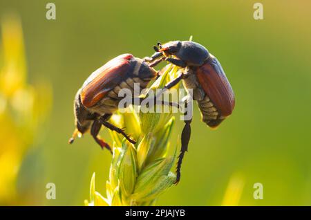 Sitophilus granarius is a common pest that causes damage to crops worldwide. This image illustrates the threat posed by the tiny insect to agricultura Stock Photo