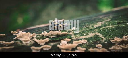 Salamander salamandra of the forest in the forest on grass and moss looking for food, the best photo. Stock Photo