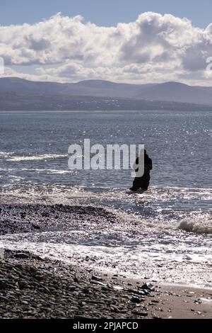 Angler in the surf at Criccieth beach, North wales coast Stock Photo