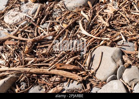 Dry sticks driftwood on a beach, North Wales coast Stock Photo