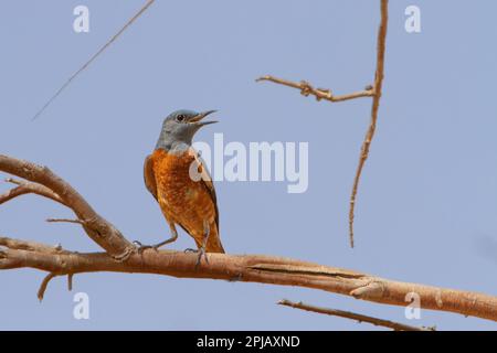 Common rock thrush rufous-tailed rock thrush or simply rock thrush Stock Photo