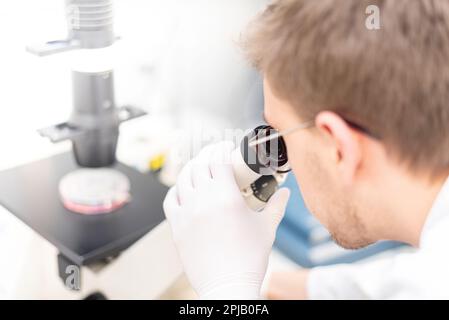 Scientist looking through a microscope to inspect a cell culture dish Stock Photo