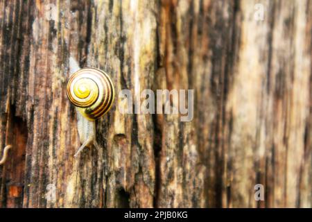 A snail is on a piece of wood and has a spiral pattern on its shell. Stock Photo