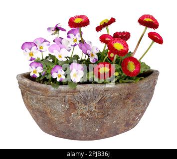 Red daisies and small pansies planted in vintage pot, isolated background Stock Photo