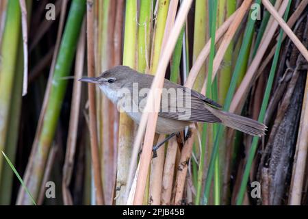 Clamorous reed warbler (Acrocephalus stentoreus) observed near Nalsarovar in Gujarat, India Stock Photo