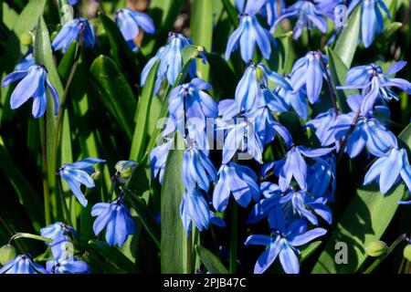 Siberian Squill, Scilla siberica, Blue, Flowers, Season, Spring, Blooming, Plants Spring Garden Flowers Stock Photo