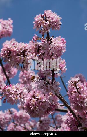 Prunus sargentii, Sargent Cherry, Full bloom, Pink, Blossoms, Branch Stock Photo