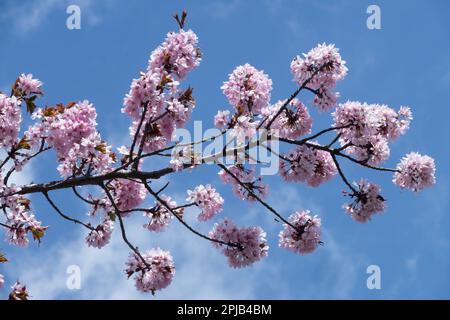 Pink cherry blossoms (Prunus) on a branch in spring against a bright ...