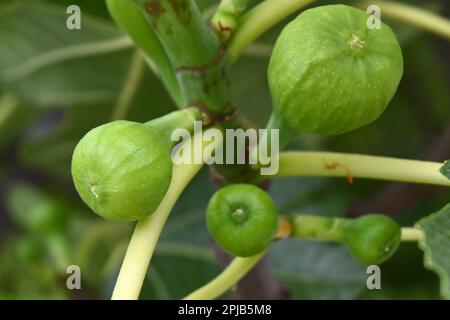 Young green figs on the branch. Fruits of fig tree Stock Photo
