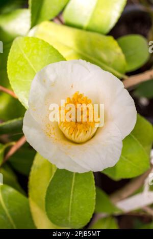 White and yellow flower and buds on a Camellia plant growing in a garden. Camellia japonica Stock Photo