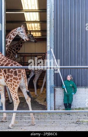 Cobh, County Cork, Ireland. 1st Apr, 2023. The sun shone at Fota Wildlife Park in Cobh today, which brought out hordes of visitors to see the animals. A keeper goes into the Giraffe's pen at feeding time. Credit: AG News/Alamy Live News Stock Photo