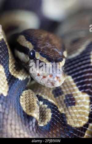 Portrait of a captive Royal Python Python regius Stock Photo - Alamy