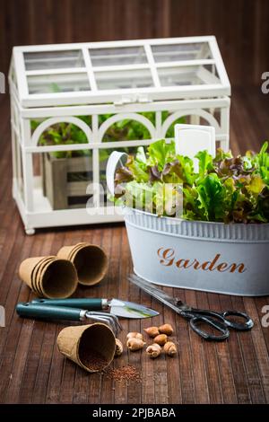 Planting - seeds, onions with garden tools and fresh salad Stock Photo